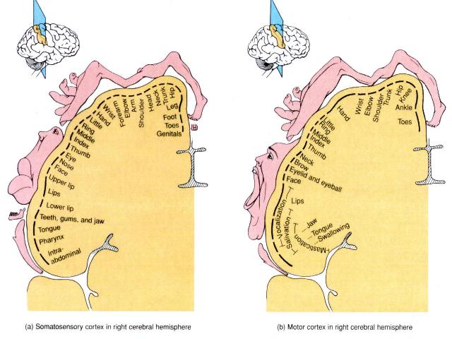 Somatosensory and Motor Cortical Homunculi
