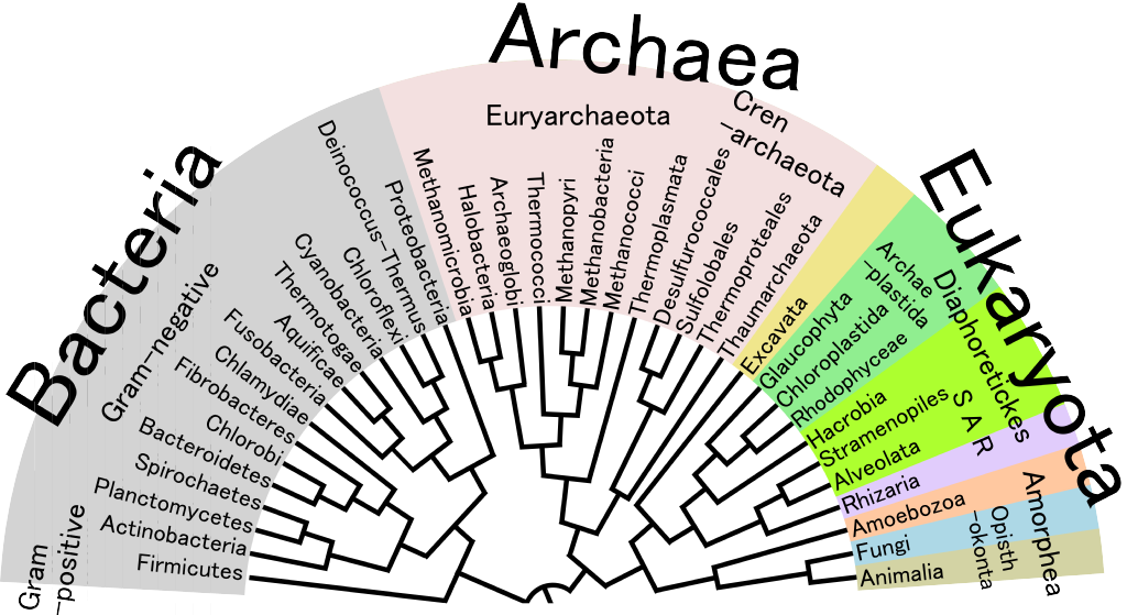 The Tree of Genes